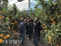 경주시농업기술센터, ‘만감류 정지전정 교육 및 현장 컨설팅’ 추진