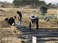 달성신당수박마을 주말농장, 텃밭 분양
