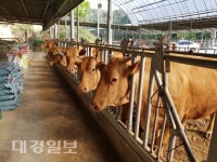 영주시, ‘축산농장 가축분 부속도 검사’ 지금 바로 준비하세요
