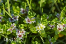 [강순심의 들꽃 나들이] 겨울에 준비한 봄 갯봄맞이