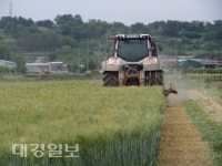 배합사료 44%절감 가능한 청보리(사료용 보리)종자 신청