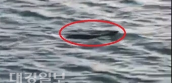 포항 앞바다 천연기념물 수달 발견