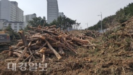 ‘장량동 다목적 재난구호소’ 공사 현장 소나무 훼손