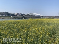 상주 경천섬, 유채꽃길 사회적 거리두기 산책