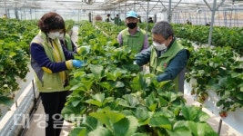 경북농업기술원, 딸기 재배농장 일손돕기 구슬땀
