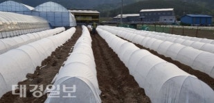 경주시 농업기술센터, 고추 초경량 부직포 터널재배 기술 보급