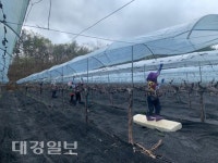 상주 화동면 남녀 새마을지도자, 농촌일손돕기 구슬땀