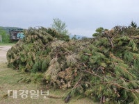 [카메라고발] 포항 칠포사방공원 탐방로에 간벌 폐수목 방치