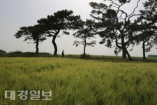 [사진으로 읽는 세상] 포항 호미곶의 푸른 보리밭