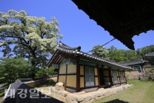 [사진으로 읽는 세상] 포항시 북구 흥해읍 이팝나무 군락지