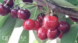 문경시, 체리 재배 적지로 급부상