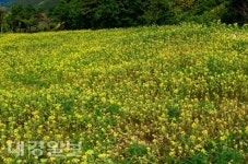 기사리 대둔산 둘레길 해바라기 밭 장관