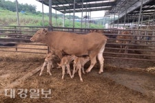 예천군에서 세쌍둥이 송아지 탄생