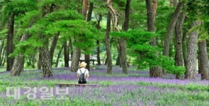 상주 상오소나무숲 맥문동, 4년 만에 보랏빛 융단으로 꽃 피우다