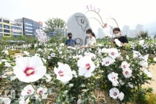 [사진] 테크노폴리스 중앙공원에 활짝 핀 무궁화꽃