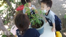 천부초현포분교 병설유치원, 식물성장 체험 탐구활동 실시