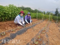 상주 계림동, 사랑의 김장 배추 심어