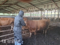 영천시, 소 브루셀라·결핵병 근절 위해 일제검사 실시
