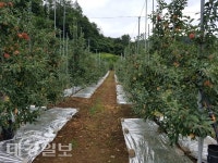 지역 과수 농가 태풍에 시름, 피해 규모 역대급