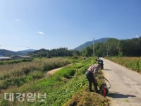 상주 공성면, 생태교란 가시박 제거 총력