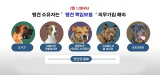 안동시맹견 주인이라면 책임보험 필수