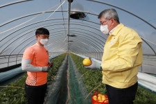 달콤한 황금 예천참외, 올해 첫 출하