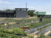 달성신당수박마을 주말농장 텃밭 분양
