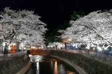 순백의 꽃길 직지사 벚꽃길 경관조명 점등