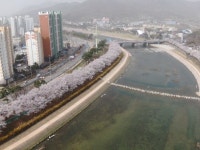 상주시, 벚꽃 드라이브 길 출발