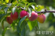 김천 대표특산물자두  첫 출하…내달까지 수확