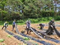 영덕 창수면, 배추농장 등 일손돕기나서