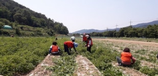 달성군, 농촌일손 돕기에 자원봉사자들 구슬땀