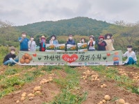 칠곡군 가산면, 사랑의 감자 수확