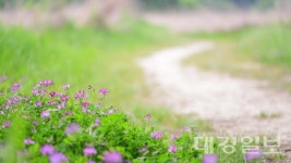 [강순심의 들꽃 나들이] 오월의 빈 언덕을 물들인 자운영 꽃