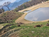 경주시, 월성해자 복원에  고목 집단벌목일파만파