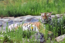 국립백두대간수목원  15일 호랑이숲 재개장