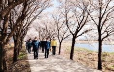 봄나들이 명소 벚꽃 100리길 함께 걸어요