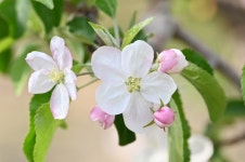 청송에 봄이 왔나 봄사과 꽃 활짝