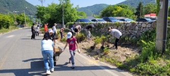 군위 부계면, 마을 도로변에 영산홍 심기
