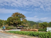 영천시 신녕면 연정1리 마을숲 복원사업 완료