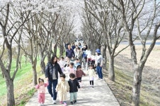 청송군, 마을복지계획 실행  진보면 광덕1리서 벚꽃행사