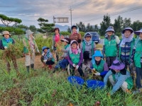 낙동면 새마을부녀회, 공원 정비 구슬땀