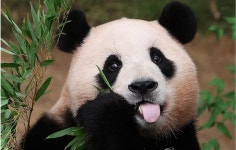 푸바오 데리고 오나요 질문에…홍준표 왜 집착하는지 모르겠다