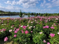 [포토] 경산 삼성현역사문화공원, 화려한 색채와 향기 작약 활짝