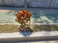 가뭄으로 말라가는 포항시 북구 용흥로 가로수