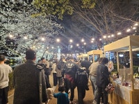 벚꽃 명소 김천 연화지에 상춘객 25만명 찾았다