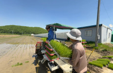 경산시 자인면 원당들에서 올해 첫 모내기