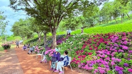 구미 다온숲, 수국길 따라 인생샷 찍으러 오세요