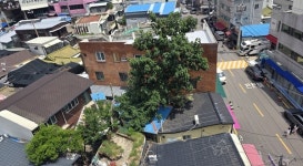 대구 중구 어르신들, 오동나무 때문에 발만 동동