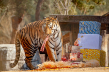 봉화서 백두산 호랑이 태범·무궁 6번째 생일잔치 1100명 다녀갔다